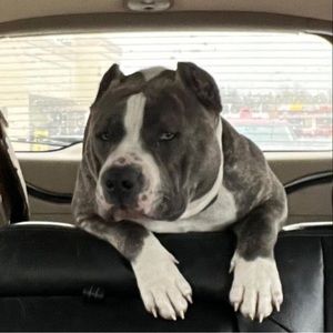 Meet your Posher, Craig